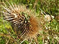 Seedhead of Dipsacus fullonum (common teasel) showing seeds germinating while still in seedhead (vivipary)