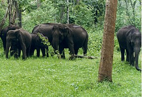 Elefanten im Nagarhole-Nationalpark