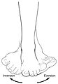 Example showing inversion and eversion of the foot