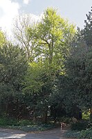 1 Fächerblattbaum