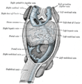 Human embryo with heart and anterior body-wall removed to show the sinus venosus and its tributaries