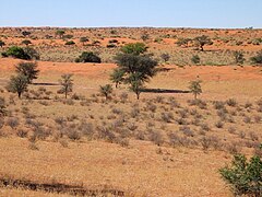 The Kalahari Desert.