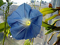 Morning glories, like many other flowers, have a pentagonal shape.