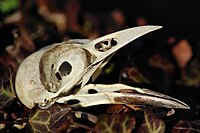 Skull of a Eurasian magpie