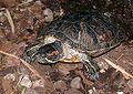 Rotwangen- Schmuckschildkröte