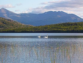 Trumpeter swans on a lake in the Kenai National Wildlife Refuge