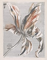 Dutch à la poupée print in three colours, of a tulip, c. 1690s. Workshop of Johannes Teyler