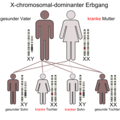 X-chromosomal-dominant (Mutter)