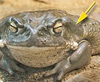 Bufotoxin is found on the skin of toads of the genus true toad (Bufo).[12]
