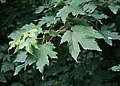 Kaukasus-Ahorn (Acer trautvetteri)