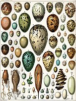 Many varieties of Eggs. A high-res, vintage "oeufs" pic ca. 1900 by Adolphe Millot (who also drew the feathers in the previous image).