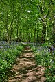 One of the last true Bluebell woods in Essex (Shipwrights Drive)