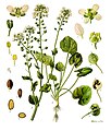 19th century illustration of Cochlearia officinalis
