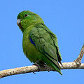 Cobalt-rumped parrotlet (Forpus xanthopterygius)