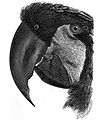 1895 The Royal Natural History. Volume 4. Palmkakadu