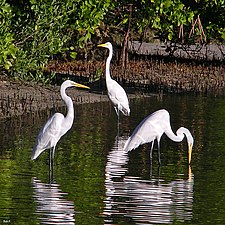 Three great egrets fishing along a mangrove shore