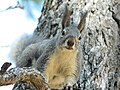 Grey Squirrel in the Hualapai Mountains