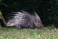 Malayan porcupine