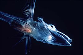 Icefish larvae from Antarctica have no haemoglobin