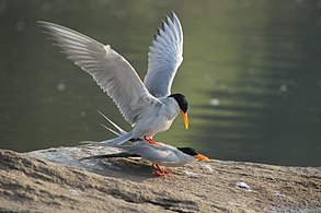 River Terns mating