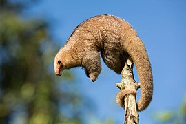 The Silky anteater on a branch in a forest