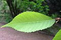 U. lamellosa leaf