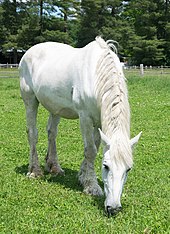 A white horse grazing