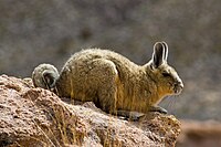 A southern viscacha in the Sur Lipez desert, Bolivia