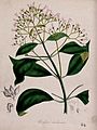 Cinchona plant (Cinchona officinalis)