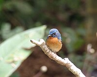 A photo of a hill blue flycatcher in the Chiang Dao Wildlife Sanctuary