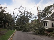 Image of a fallen tree fully blocking a grey road. To the left is a heavily treed area and on the right is a white house with a porch.