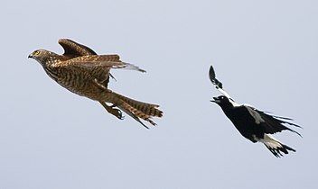 A magpie defending its territory from a brown goshawk