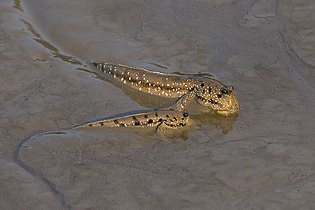 Mudskippers can be found in mangrove swamps
