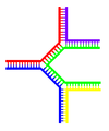 A DNA structure with multiple branches.