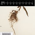 Root system of Symphyotrichum lateriflorum plant with no rhizomes, about 3 centimeters wide with approximately 25 to 30 small roots supporting one stem. The longest root is about 8 centimeters.