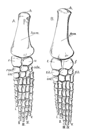 diagram of the front and hind paddles
