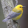 Image 29 Protonotaria citrea The prothonotary warbler (Protonotaria citrea) is a small songbird of the New World warbler family. It breeds in hardwood swamps in southern Canada and the eastern United States and winters in the West Indies, Central America and northern South America. More selected pictures