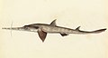 Image 7 Longnose sawshark Artist: William Buelow Gould A sketch of a longnose sawshark (Pristiophorus cirratus), a species of sawshark found in the eastern Indian Ocean around southern Australia on the continental shelf at depths of between 40 and 310 m (130 and 1,020 ft). It is a medium-sized shark with a saw-like flattened snout which measures up to thirty percent of its body size. More selected pictures