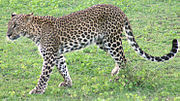 National animal (Sri Lankan leopard)