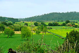 Spring fields with trees, Majorca, Spain, 2004