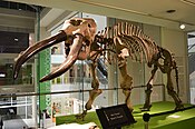 Skeleton of Notiomastodon