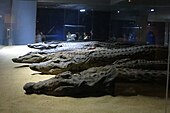 Mummified crocodiles, in the Crocodile Museum