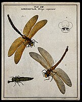 Accurately drawn dragonflies by Moses Harris, 1780: At top left, the brown hawker, Aeshna grandis (described by Linnaeus, 1758); the nymph at lower left is shown with the "mask" extended.