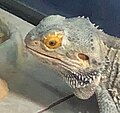 A male bearded dragon looking at his meal (off-screen)