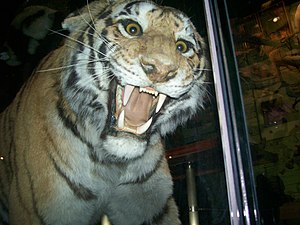 Bengal tiger at the American Museum of Natural History