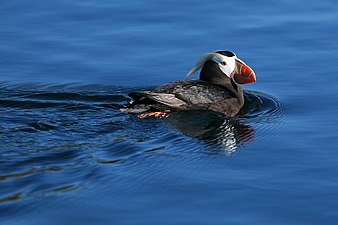 A tufted puffin swims in the refuge