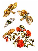 The fictional version of the metamorphosis of F. laternaria Maria Sibylla Merian, 1705