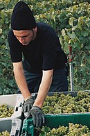 A harvester at work in Champagne. This operator places rows of plastic crates full of white grapes on the trailer of a tractor. The golden hues of ripe grapes can be seen. In the background, a wire frame supports the foliage of the vine.