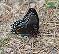 Side view of Limenitis arthemis astyanax, Hot Springs National Park, Arkansas, United States