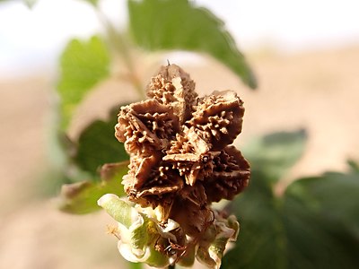 Seedhead on plant, Montana, USA